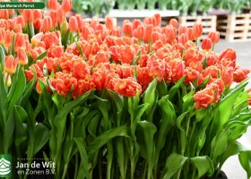 Tulipa Monarch Parrot ® (2)